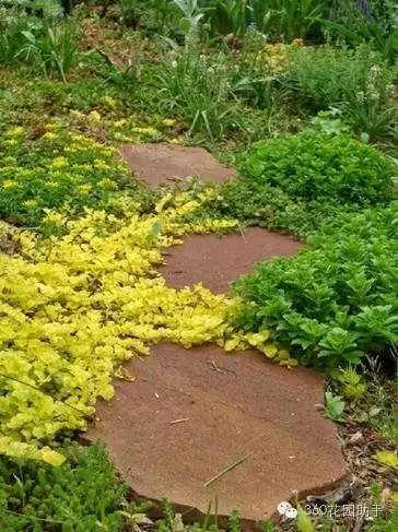 花园小路景观植物,花园小径植物