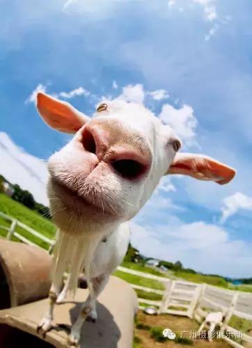 鱼眼镜头拍摄技巧,摄影镜头各种焦距