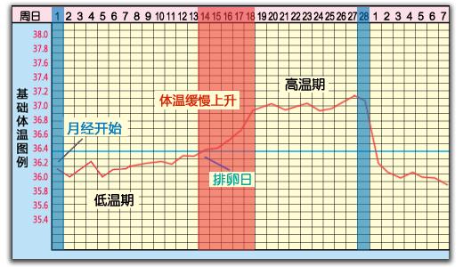 怎样精准判断排卵期,怎么精准查排卵期