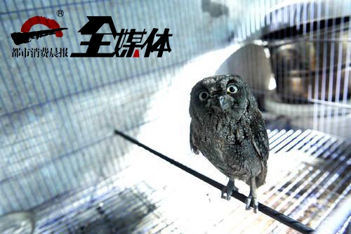 流浪猫咬死猫头鹰,猫头鹰被猫咬死