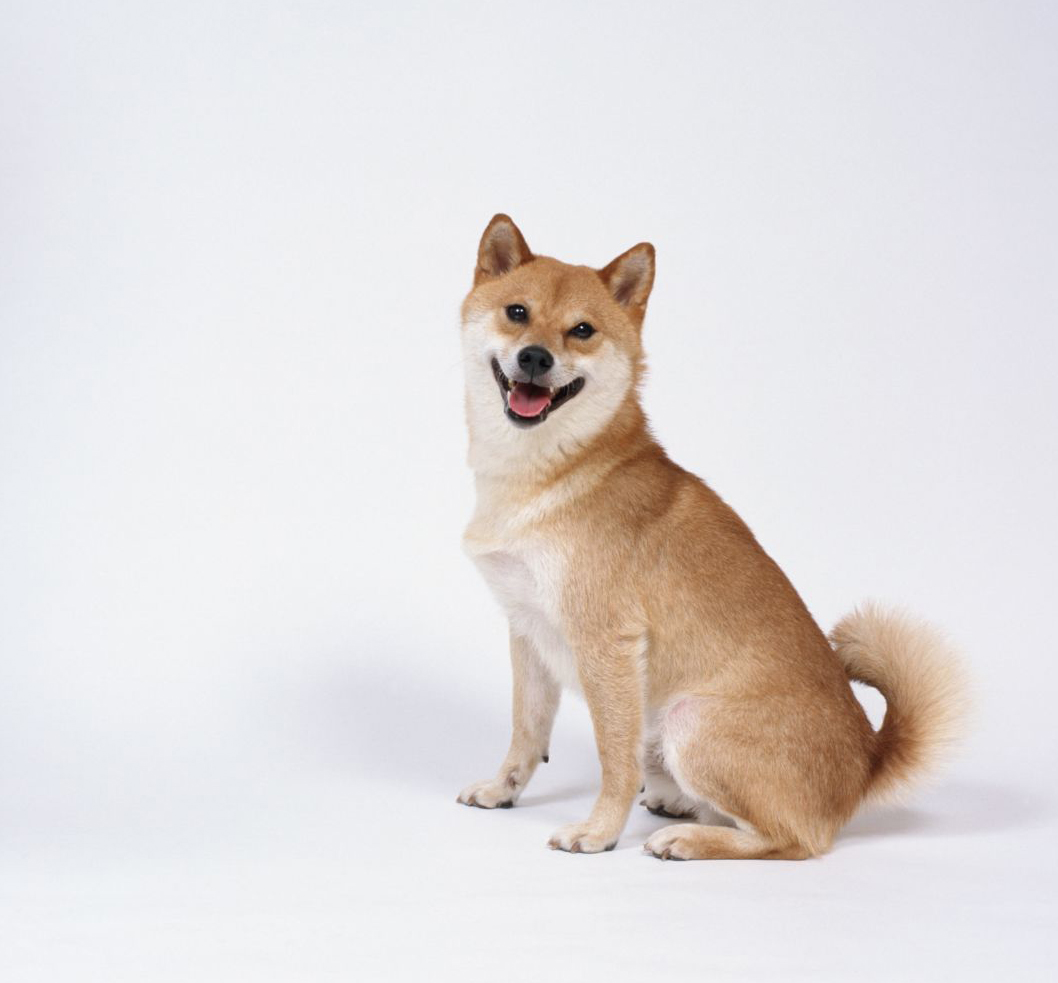 肾虚引起的白发吃补肾药会好吗,肾虚长白发好调理吗