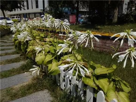 荣耀5.8英寸全面屏手机推荐,荣耀畅玩206.5英寸大屏