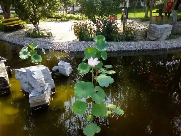 荣耀5.8英寸全面屏手机推荐,荣耀畅玩206.5英寸大屏