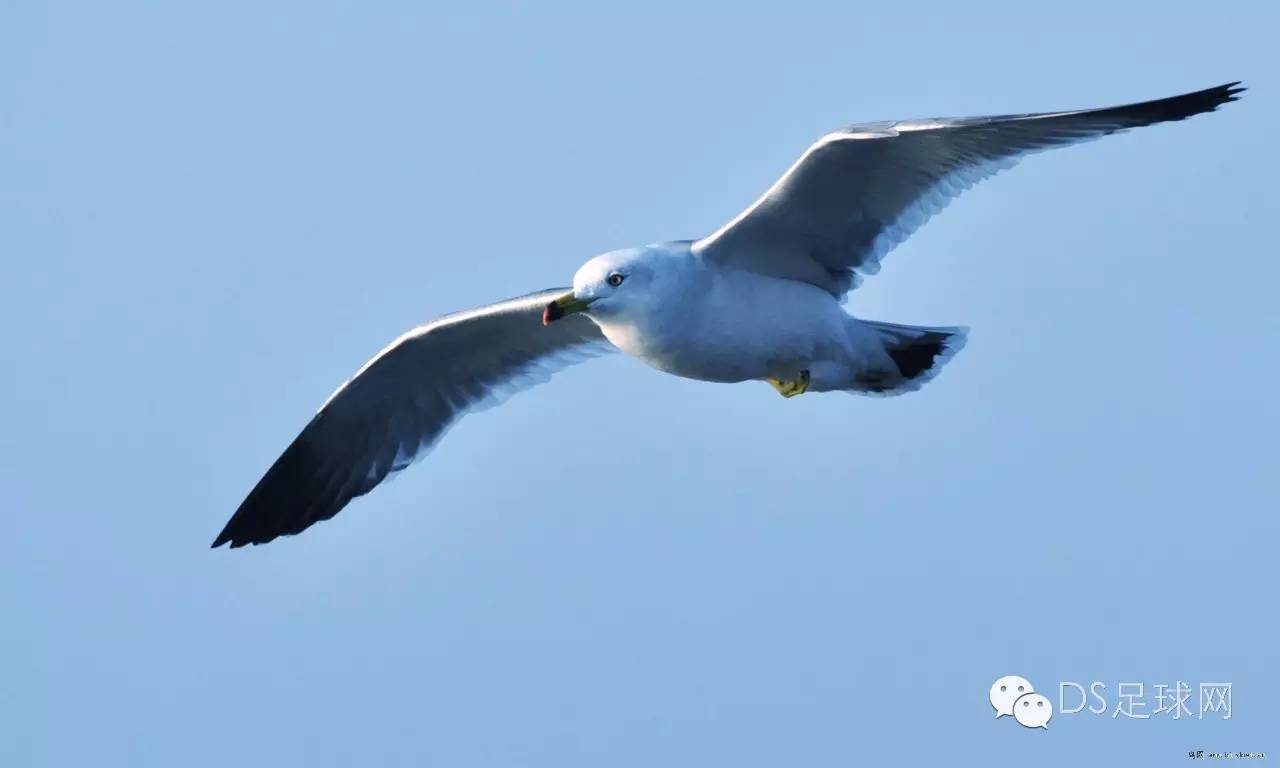 布莱顿海鸥vs曼联,狼队vs布莱顿海鸥能否狼口脱险