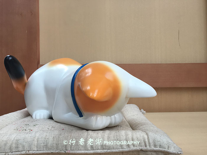 猫大咪可爱视频,小猫咪呆萌视频