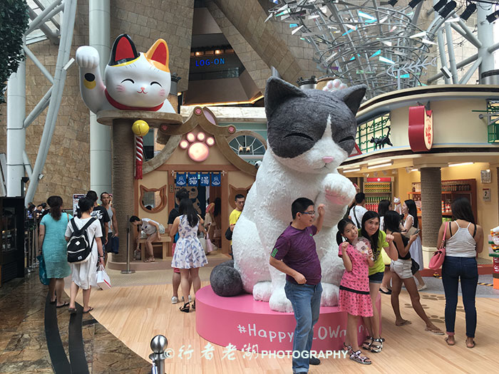 猫大咪可爱视频,小猫咪呆萌视频