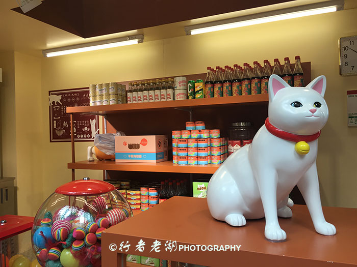 猫大咪可爱视频,小猫咪呆萌视频