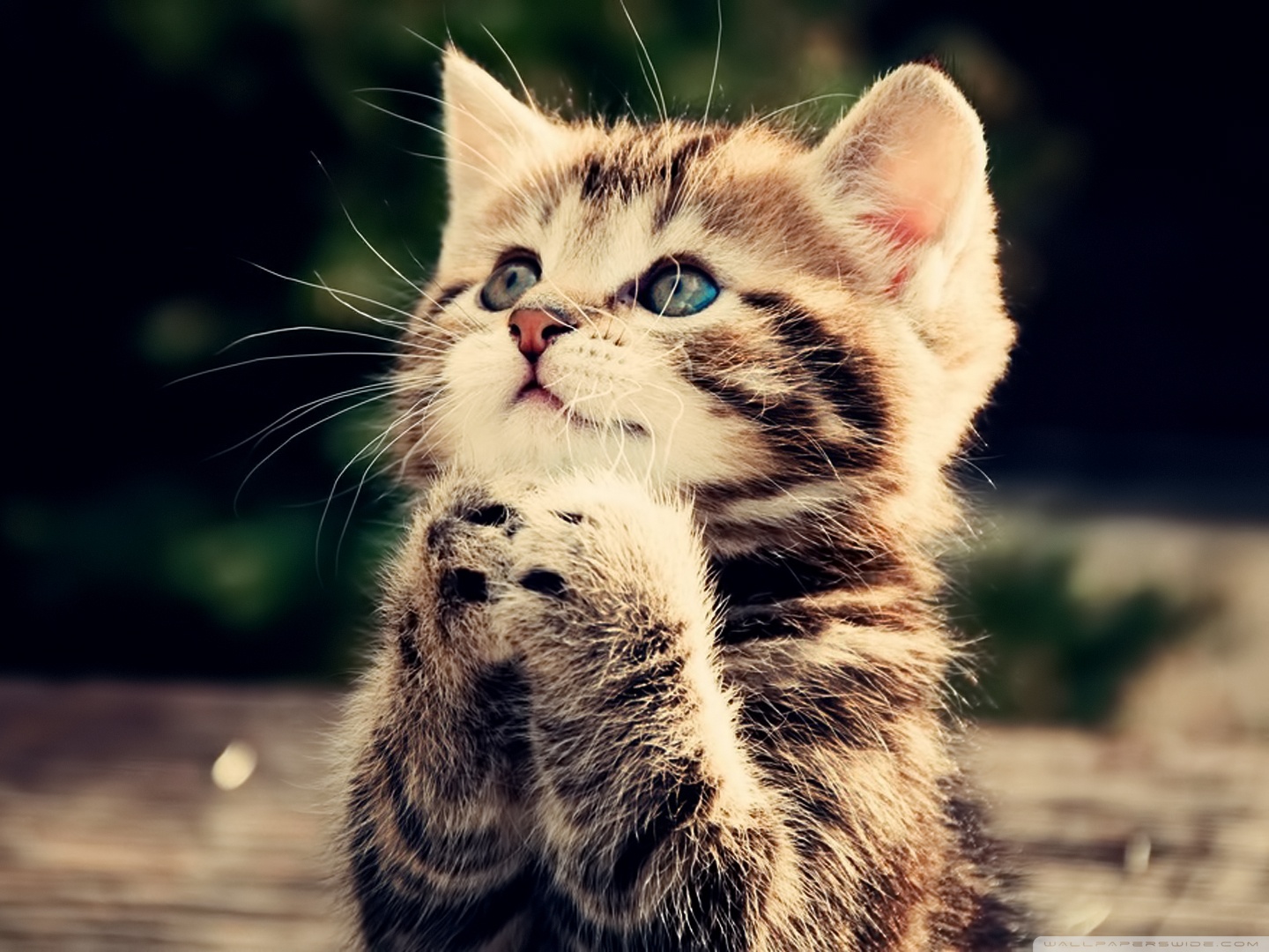 猫死为什么要挂在树上,猫死时为什么要挂树上