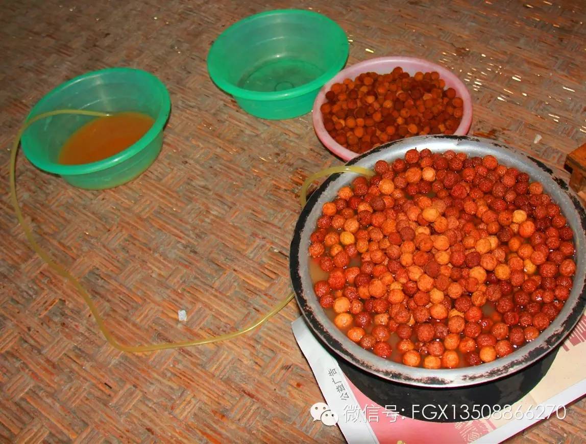 山里野生的杨梅你吃过吗,杨梅佳酿你们喝过吗