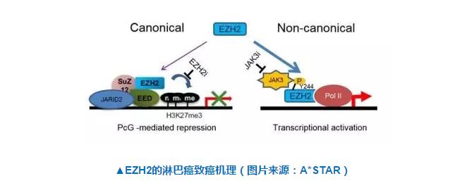 乳腺癌跟淋巴癌会同时存在么,乳腺癌和淋巴癌有关联吗