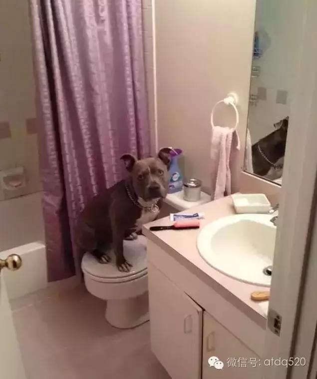 主人上厕所狗狗会想什么,狗狗为什么在上厕所时会看着你