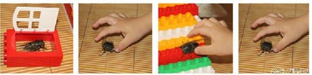 金蝉脱壳是蝉处于发育的什么阶段,金蝉脱壳怎么孵化