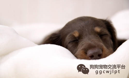 狗狗感冒了怎么办用最简单的方法,狗狗感冒经历的几个阶段