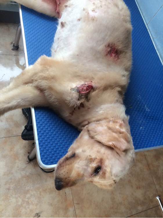 金毛突然全身抽搐瘫倒在地,金毛正常吃饭四肢瘫痪能自愈吗