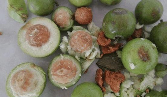 凤眼菩提子手串直播,青皮凤眼菩提直播