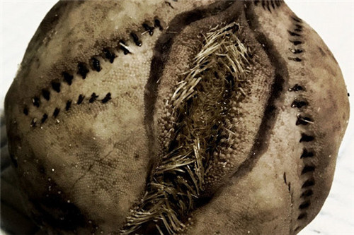 海边发现的怪异生物,海边发现诡异巨蛋