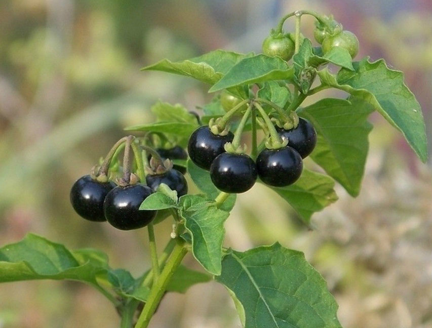 口腔溃疡用的黑色小颗粒的中药,小时候治口腔溃疡的黑色药粉叫啥