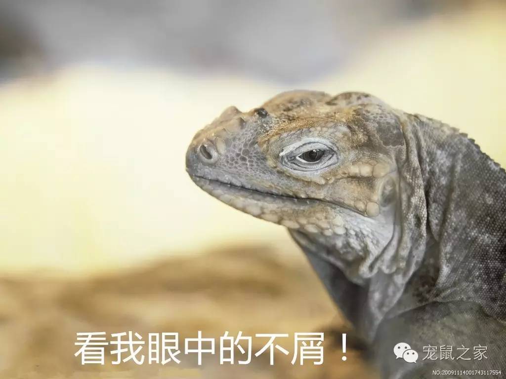 适合学生养的1元宠物,双鱼座适合养什么宠物