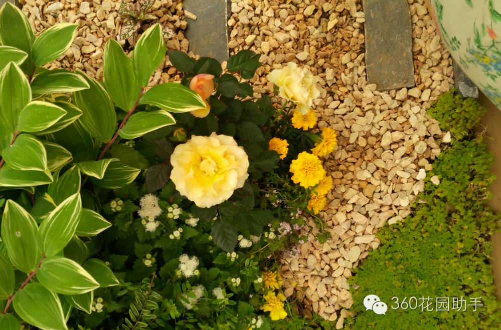 花园小路景观植物,花园小径植物