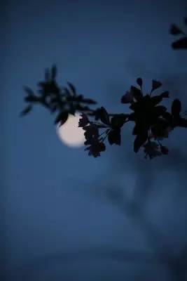 望月诗词鉴赏,秋夜诗词欣赏