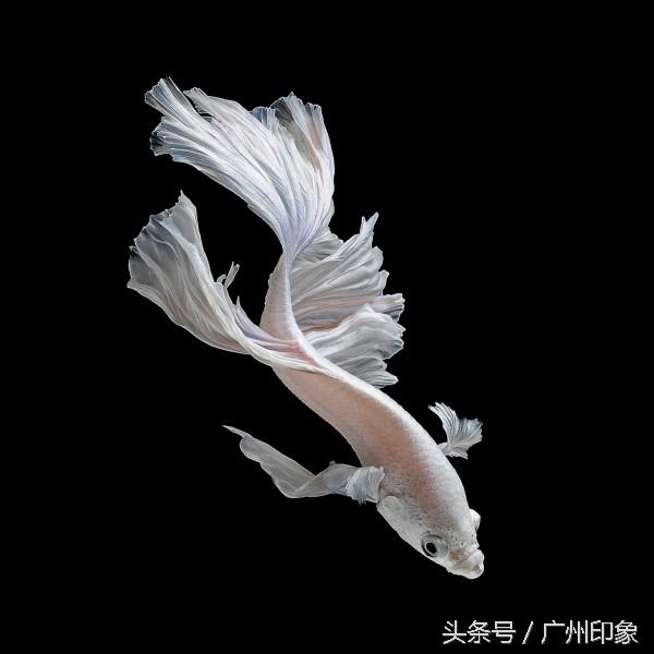 这条鱼让iPhone6s更显灵动,但你知道这是什么鱼吗