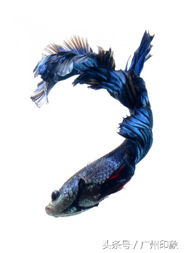 这条鱼让iPhone6s更显灵动,但你知道这是什么鱼吗