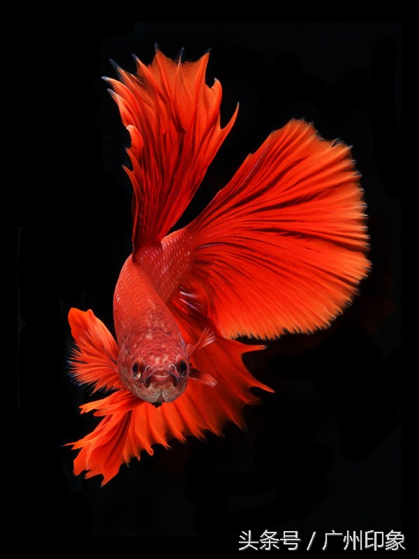这条鱼让iPhone6s更显灵动,但你知道这是什么鱼吗