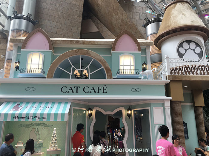 猫大咪可爱视频,小猫咪呆萌视频