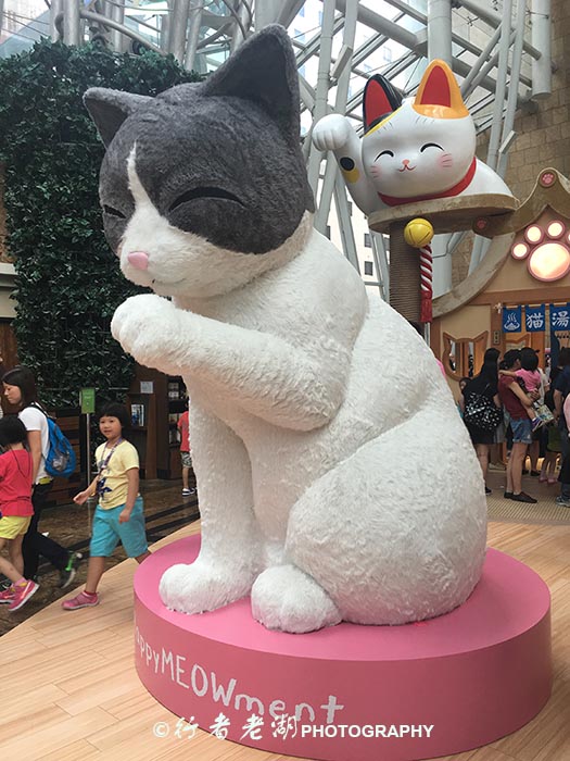 猫大咪可爱视频,小猫咪呆萌视频