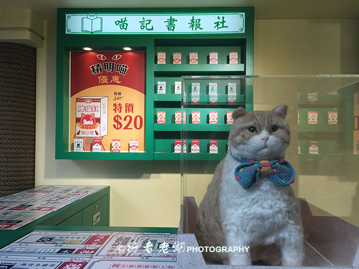 猫大咪可爱视频,小猫咪呆萌视频