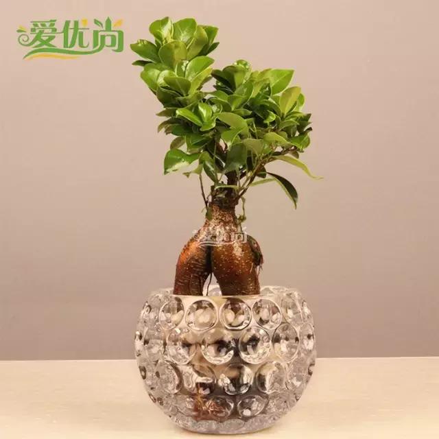 超实用水培植物怎么养,最适合懒人养的4种水培植物