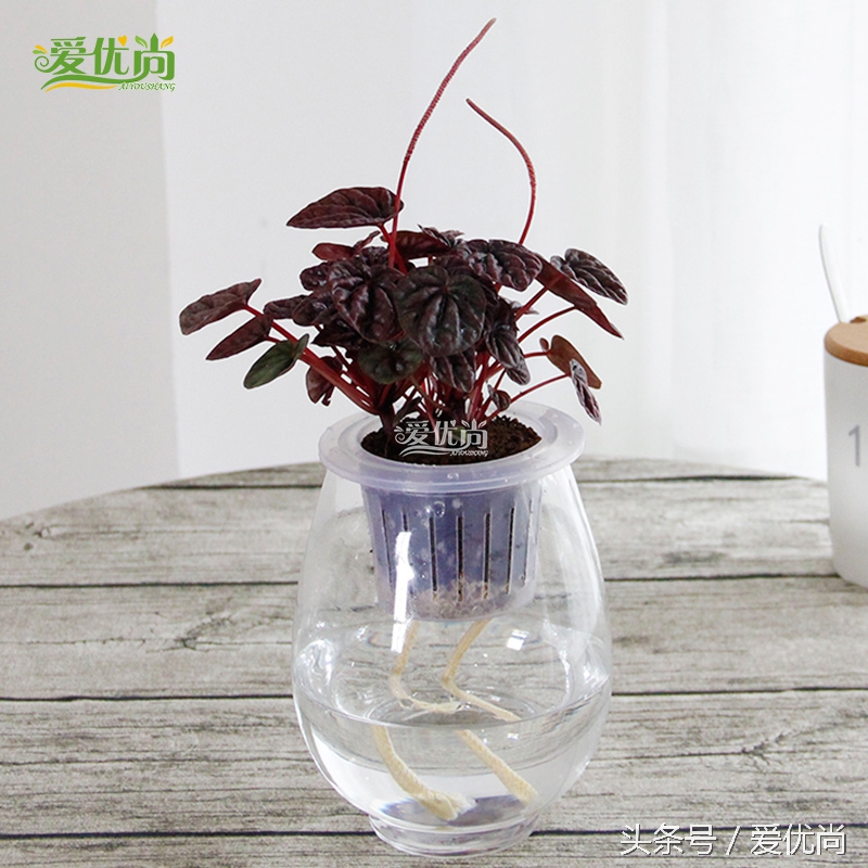 超实用水培植物怎么养,最适合懒人养的4种水培植物