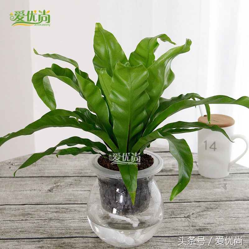 超实用水培植物怎么养,最适合懒人养的4种水培植物