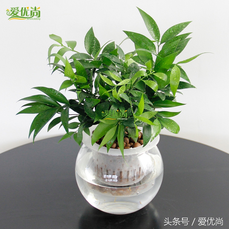 超实用水培植物怎么养,最适合懒人养的4种水培植物