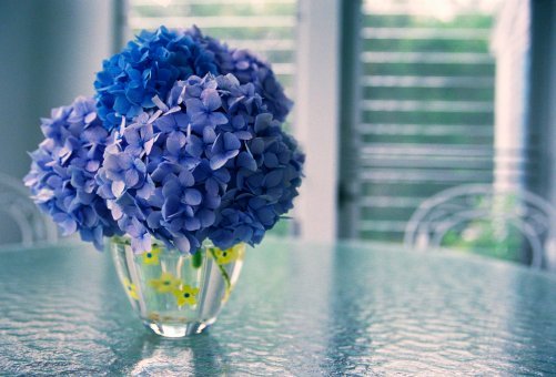 适合养在办公室的小型水培植物,适合春天室内养的水培植物