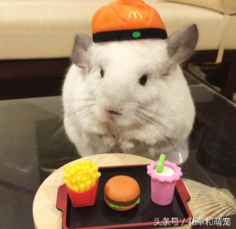 还会自己拿杯子喝水，这只龙猫可是温柔的小公举