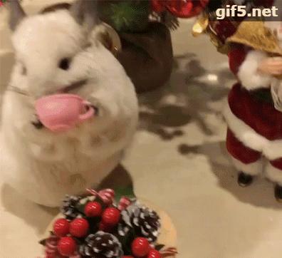 还会自己拿杯子喝水，这只龙猫可是温柔的小公举