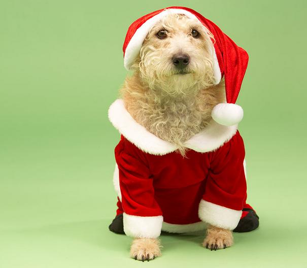 狗狗的屎不臭,狗狗的粪便少了是什么原因