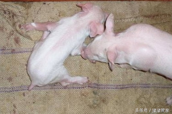 新生仔猪抖抖是什么原因,仔猪抖抖病怎么治疗最好