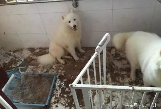 网友丢了一只萨摩耶,被主人遗弃的萨摩耶后续