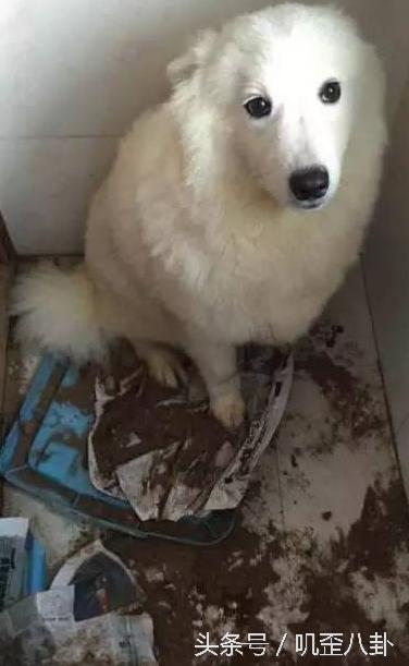 网友丢了一只萨摩耶,被主人遗弃的萨摩耶后续