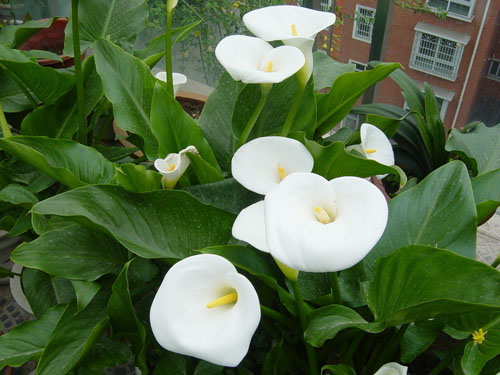 每日一花:马蹄莲总理喜爱的花儿