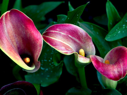 每日一花:马蹄莲总理喜爱的花儿