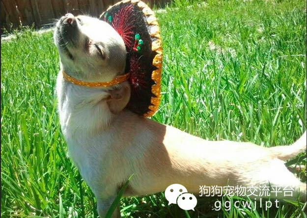 狗狗感冒了怎么办用最简单的方法,狗狗感冒经历的几个阶段