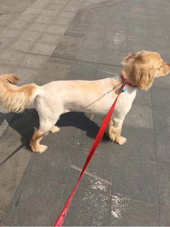 金毛突然全身抽搐瘫倒在地,金毛正常吃饭四肢瘫痪能自愈吗