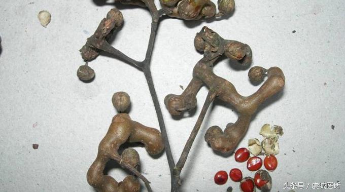 家门口的这棵树,药食作用居然这么大?