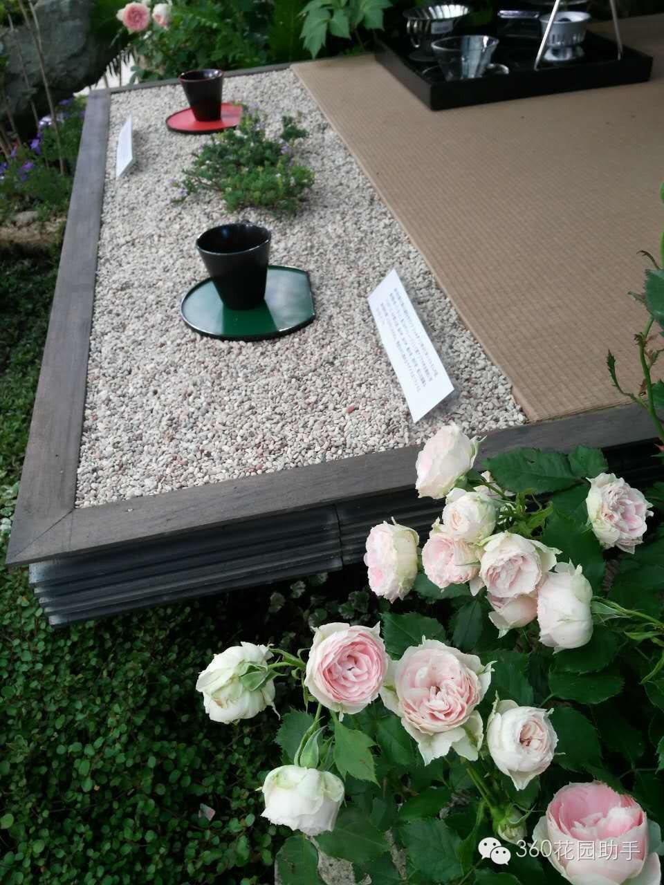 花园小路景观植物,花园小径植物