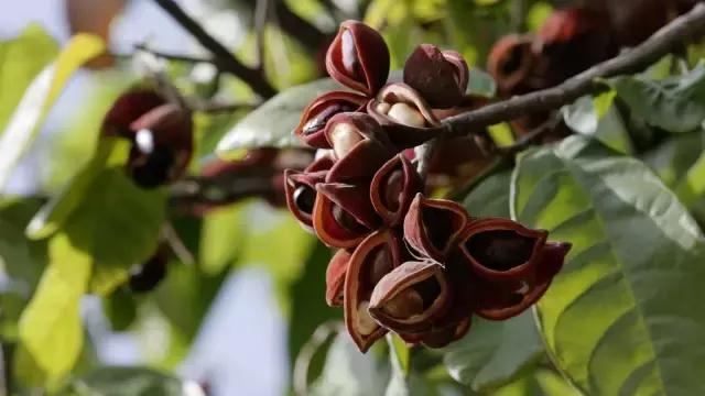 清远人,这种叫“频婆”的果子你还记得吗?