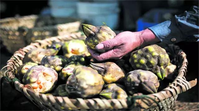 苏州鸡头米为什么那么贵,苏州鸡头米价格多少钱一斤