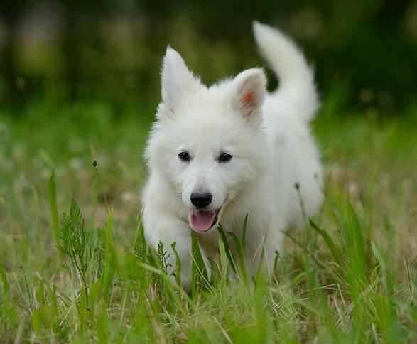 狗狗的屎不臭,狗狗的粪便少了是什么原因